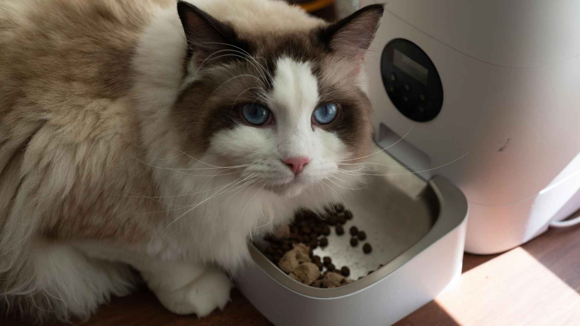 Gato comiendo de su comedero automático